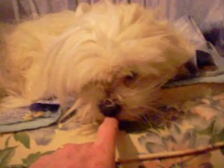 Fidji a horreur d'être filmé!!!!