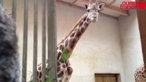 Les girafes du zoo - Animaux emblématiques