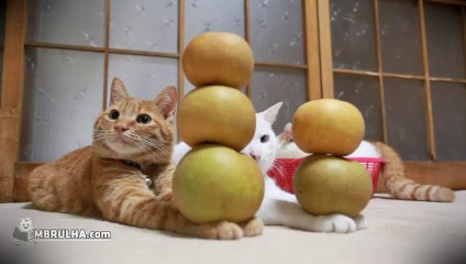 Gatos e maçãs - EMBRULHA.com