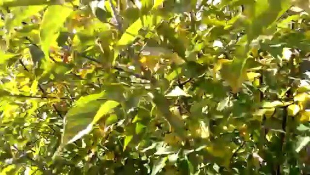 HTC One mini, тест камеры - листья