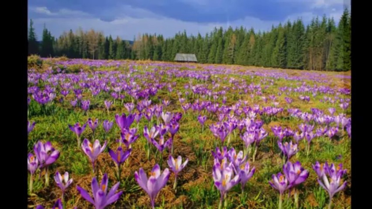 Floyd Cramer - Sounds of Sunday