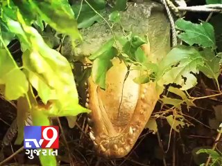 Watch how 8 feet crocodile was caught - Tv9 Gujarat
