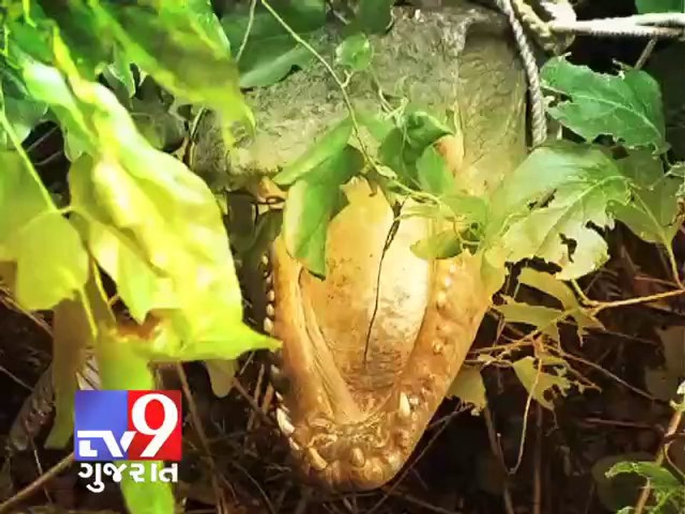 Watch how 8 feet crocodile was caught - Tv9 Gujarat