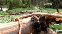 MALTEMPO IN FRIULI, FRANE E NEVE