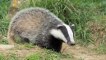 UK Government Considers Using Gas for Badger Extermination