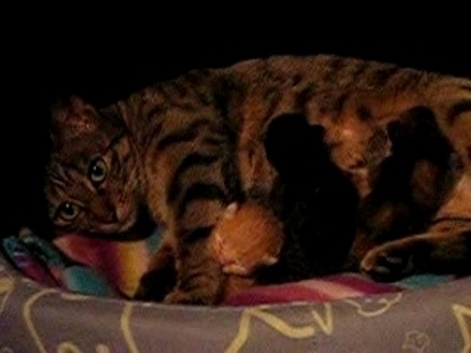 Les chatons de Leil
