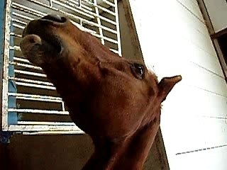 frigg fait le couillon