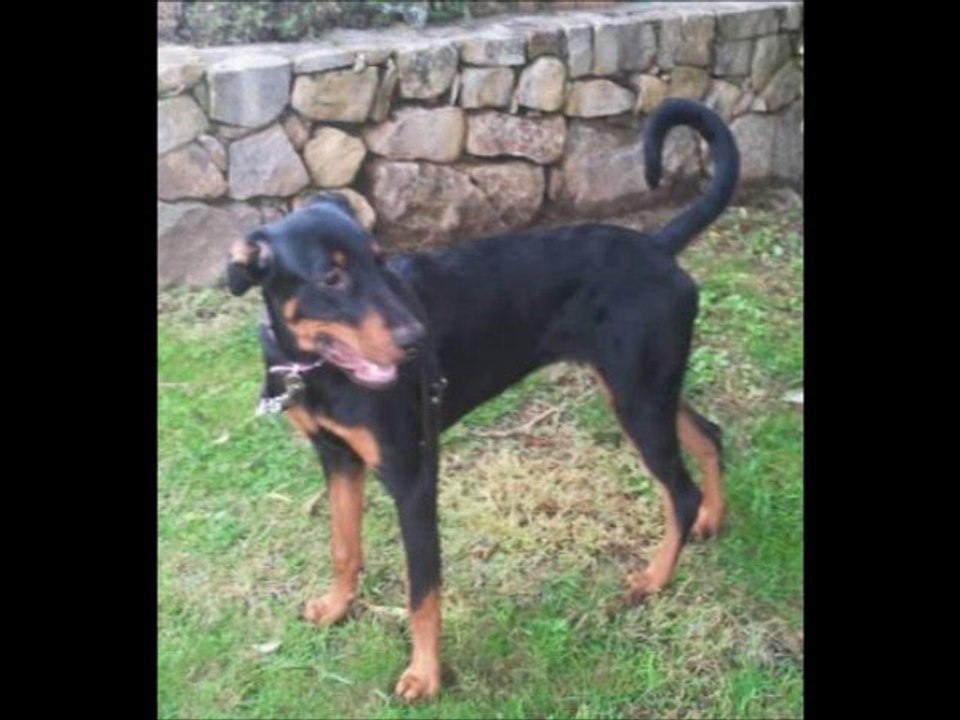 Dobermann en Detresse