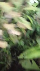 Blu treed 10/11/2013