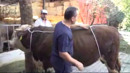 Boğaları dize getiren yatırma tekniği: "Rueff"