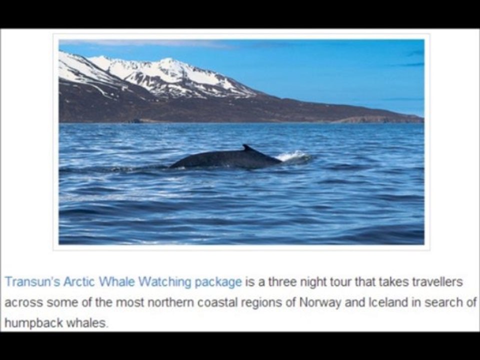 Transun | Arctic Whale Watching