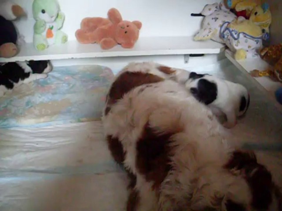 BEBES DE LA VERTE ALBION