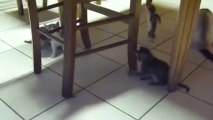 Des chatons qui jouent ensemble, trop mignons !