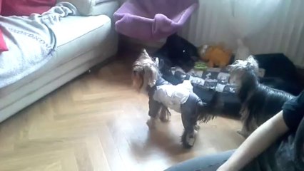 bebes gigi et gucci 8 semaines