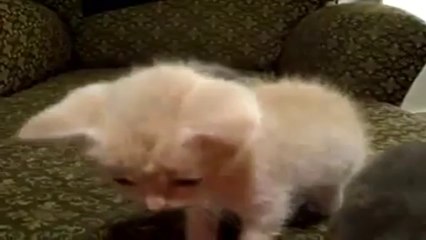 Un petit chaton qui s'endort