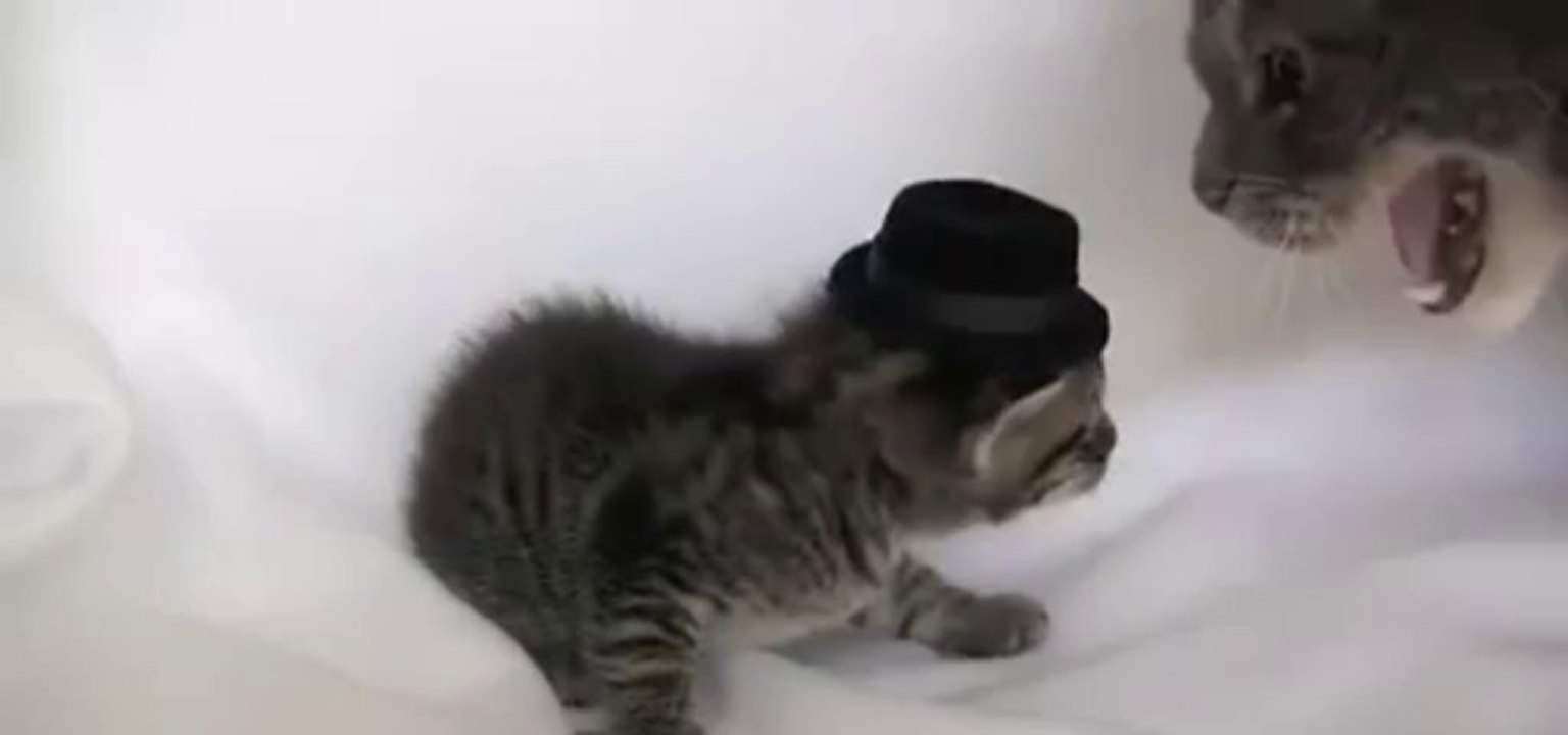 Pauvre petit chat