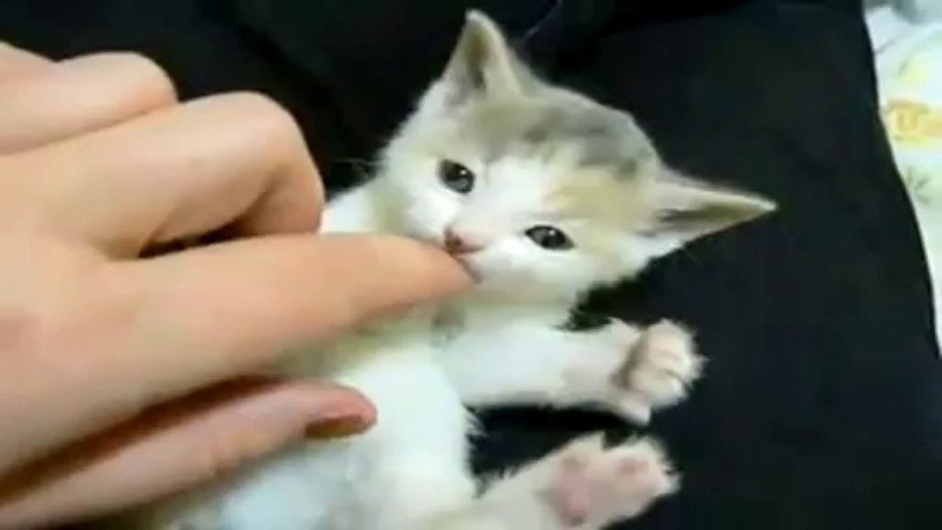 Tout Petit Chaton Qui Joue Avec Le Doigt De Son Maitre