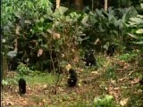 Iki ayak üzerinde dik olarak yürüyen Bonobo maymunları