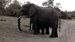 Baby Elephant Sneezes At Tourists - Funny Videos at Fully :)(: Silly