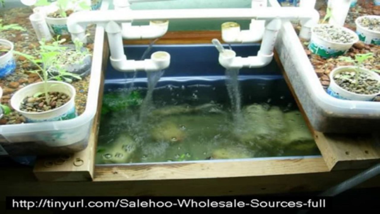 easydiyaquaponics7