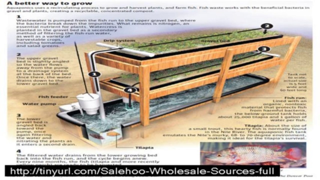 easydiyaquaponics6
