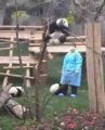 Baby Panda Can't Find Way Down From Tree - Funny Videos at Fully :)(: Silly