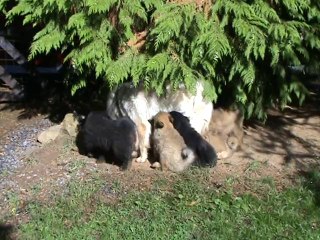 L'heure de la têtée ....