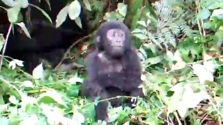 Brave Baby Gorilla - Funny Videos at Fully :)(: Silly