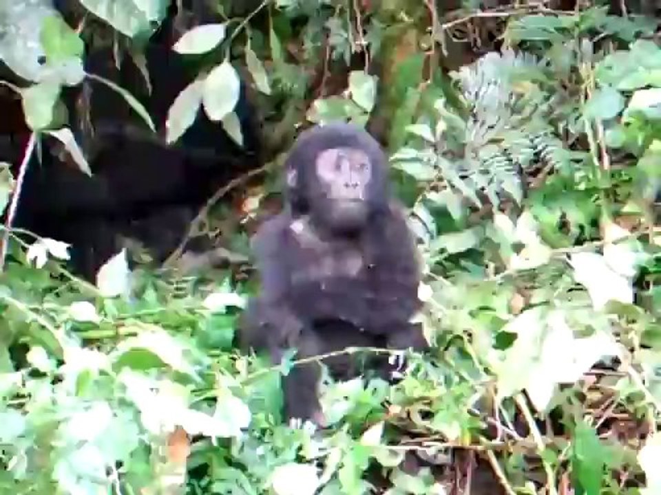 Brave Baby Gorilla - Funny Videos at Fully :)(: Silly