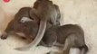 Cat Adopts Baby Squirrels - Funny Videos at Fully :)(: Silly