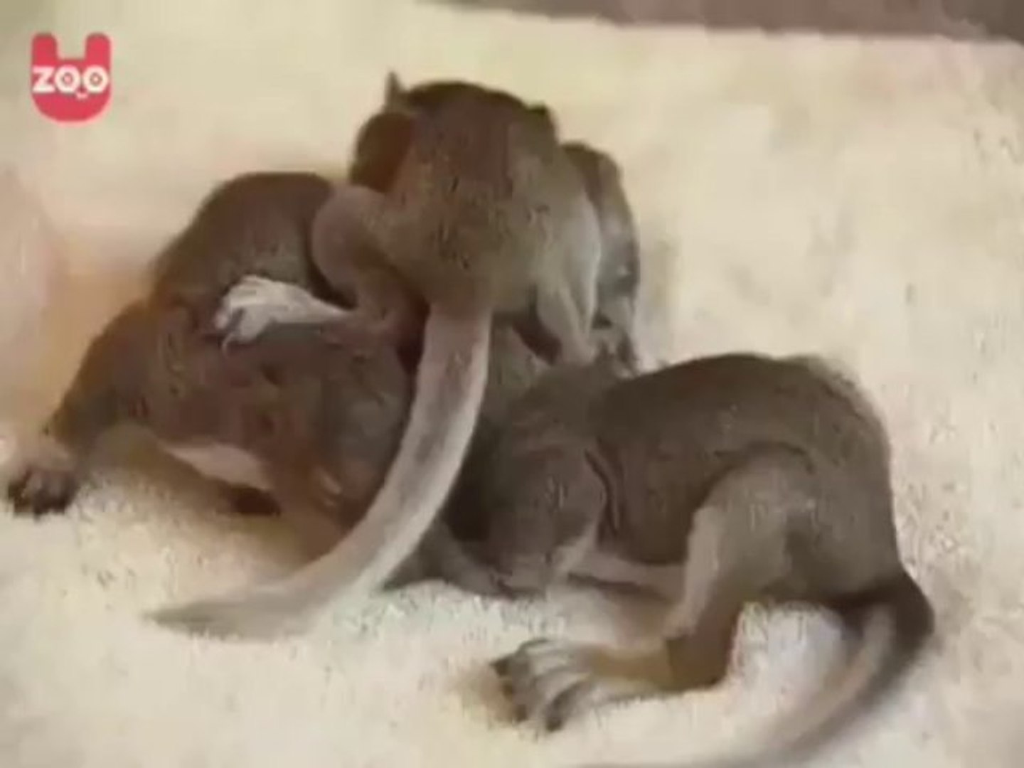 ⁣Cat Adopts Baby Squirrels - Funny Videos at Fully :)(: Silly