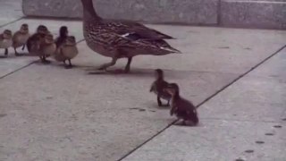 Cute Baby Ducks - Funny Videos at Fully :)(: Silly