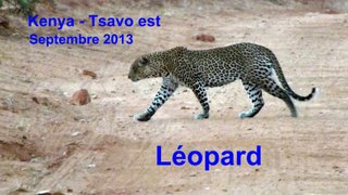 Kenya 2013 - Léopard à Tsavo