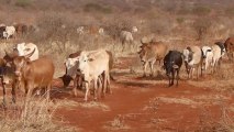 Kenya 2013 - Pâturage illégal à Tsavo