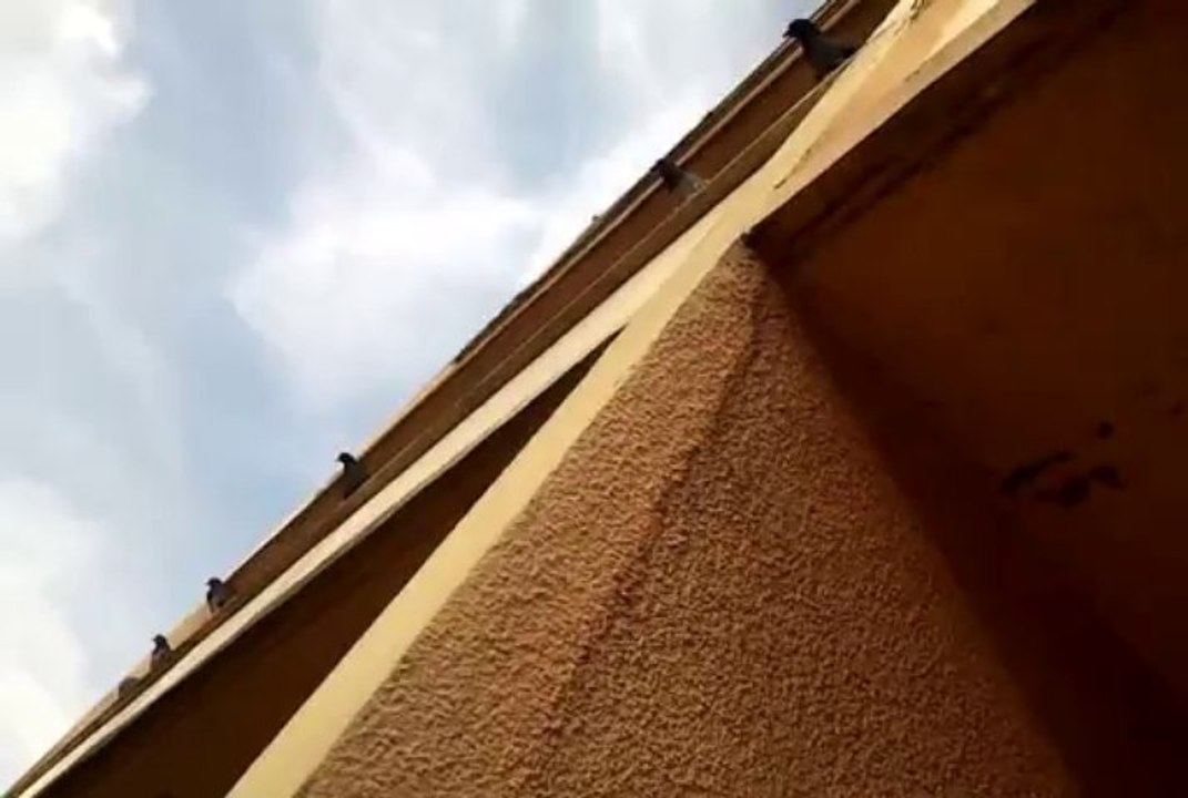 Pigeons balcon