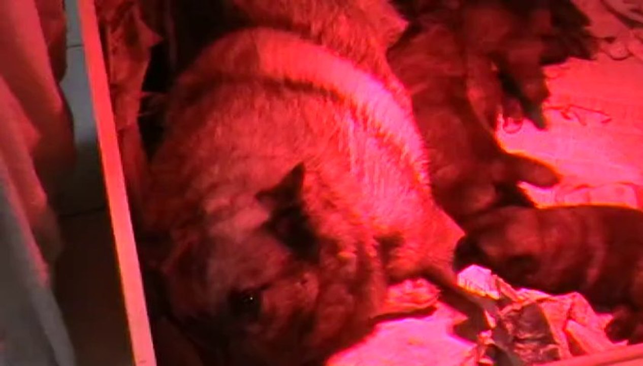 chiots elkhound 2 semaines