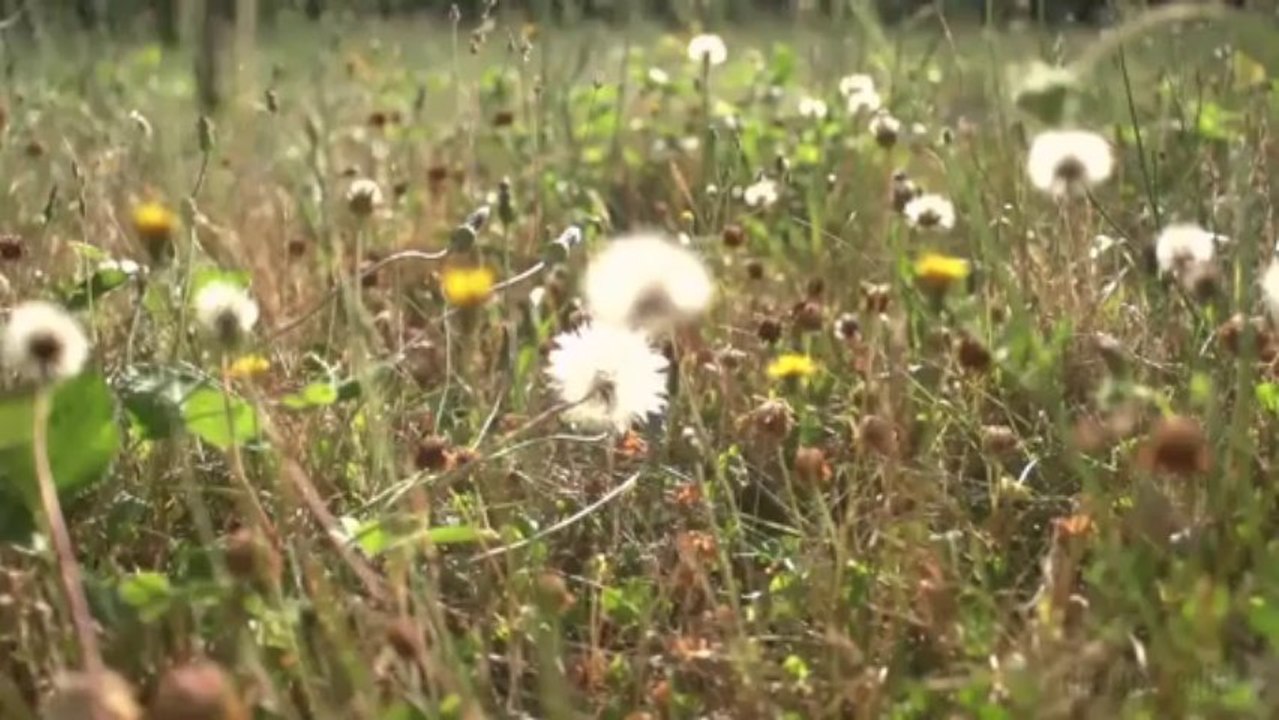 Kico Slabinac - Plavusa (HD-720p)