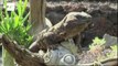 Nacen 24 ejemplares de lagarto gigante de El Hierro