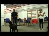 New uses for dog therapy explored in Spain