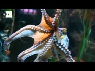 Otter likes Spain, octopus Ireland, in bid for Oracle Euro2012 title
