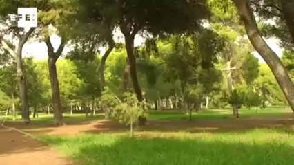 Expertos avisan de riesgo tóxico en las próximas setas del Pinar de Castellón