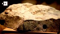 El nido fósil de Bárdenas, un tesoro oculto en la roca desde un pasado remoto