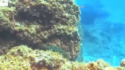 El Hierro vuelve a celebrar el concurso de fotografía submarina Open Fotosub