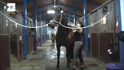 La Costa del Sol, destino para el aprendizaje ecuestre