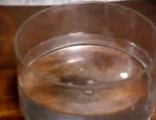 reaction of alkali metals with water