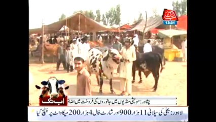 Peshawar cattle market