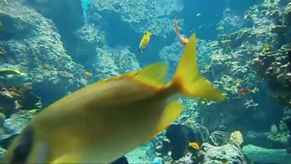 Aquarium Montpellier