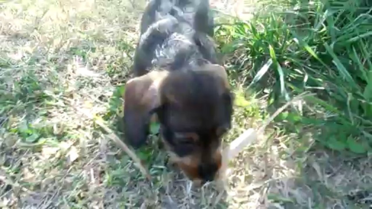 chiots teckels 13.10.13 001