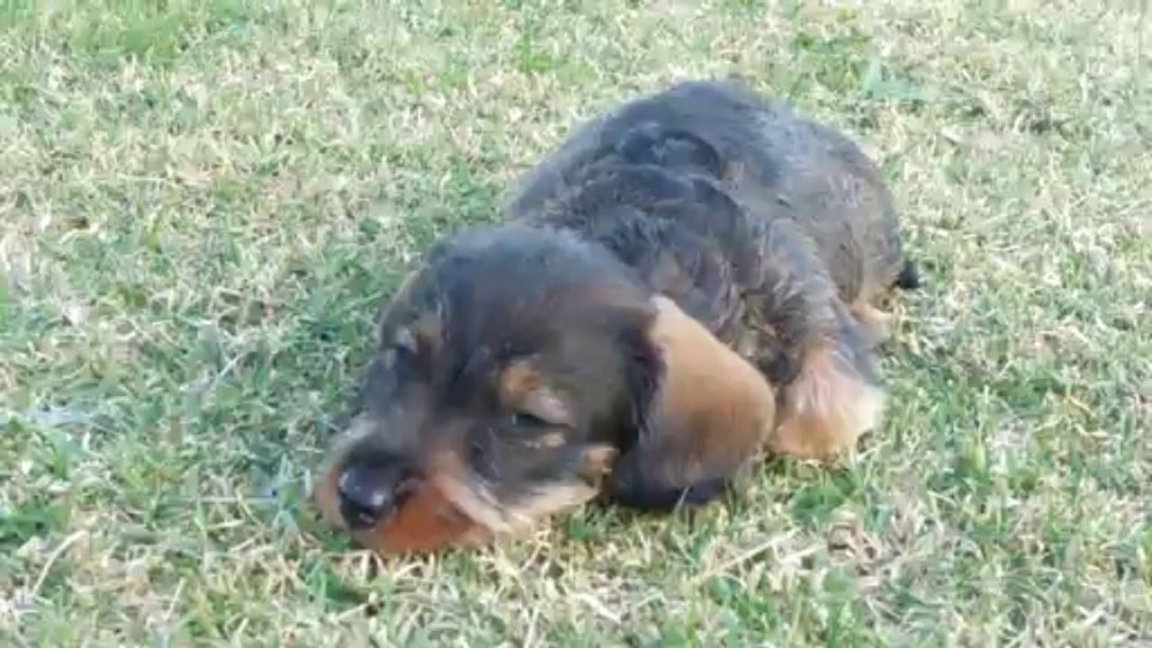 chiots teckels 13.10.13 002