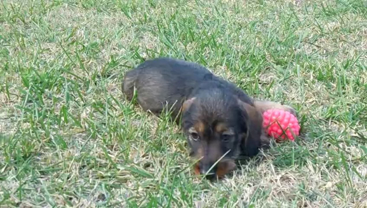 chiots teckels 13.10.13 003